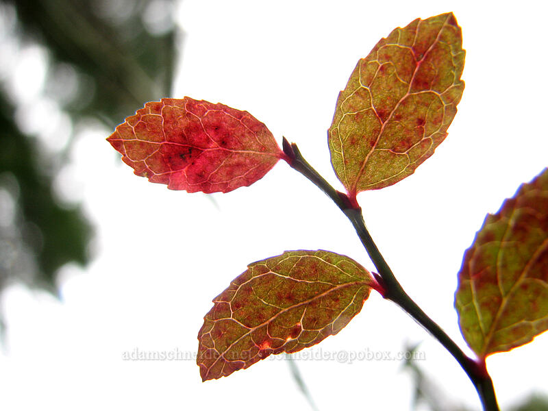 backlit leaves [Storey Burn Trail, Tillamook State Forest, Washington County, Oregon]