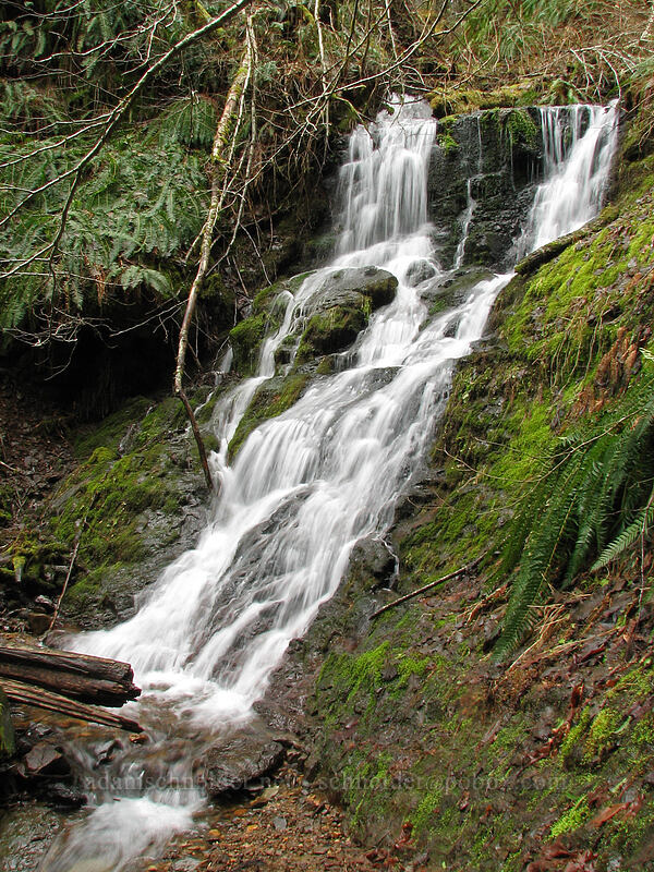 unnamed waterfall [Storey Burn Trail, Tillamook State Forest, Washington County, Oregon]