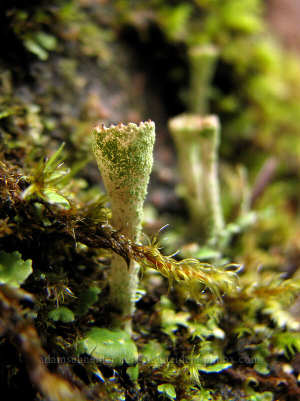 cup lichen [Storey Burn Trail, Tillamook State Forest, Washington County, Oregon]