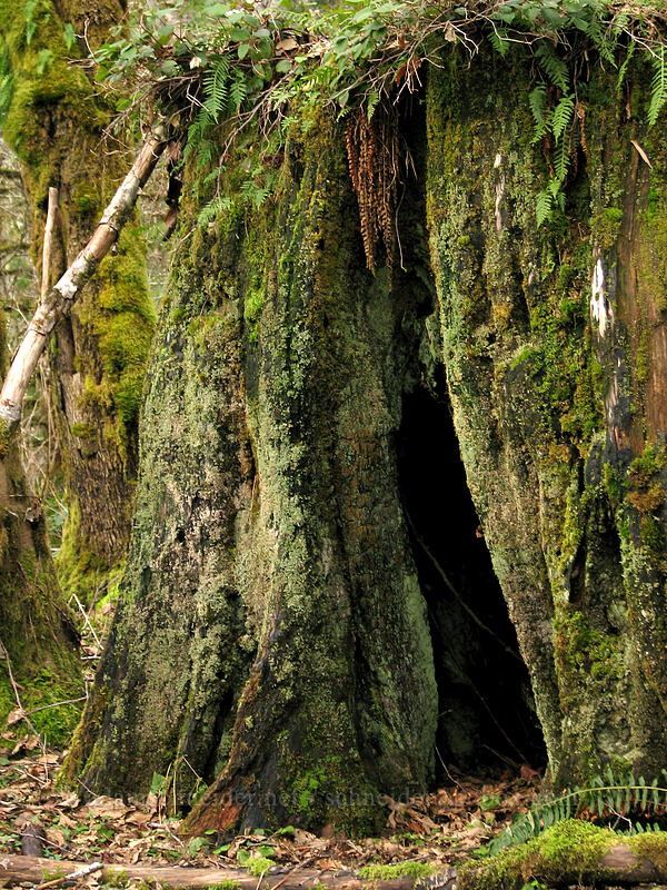 big mossy stump [Gravelle Brothers Trail, Tillamook State Forest, Tillamook County, Oregon]
