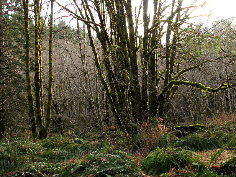mossy alders (Alnus sp.) [Gravelle Brothers Trail, Tillamook State Forest, Tillamook County, Oregon]