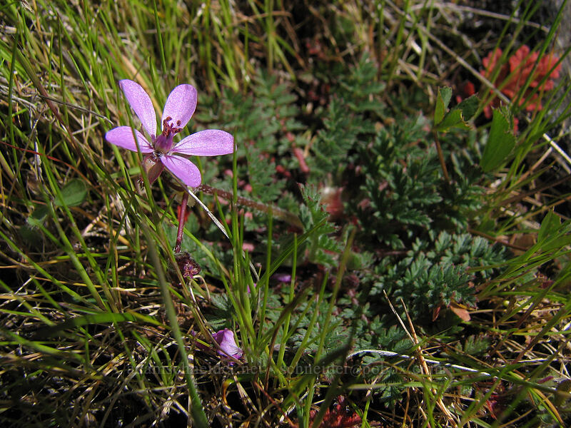 filaree (Erodium cicutarium) [The Labyrinth, Gifford Pinchot National Forest, Klickitat County, Washington]