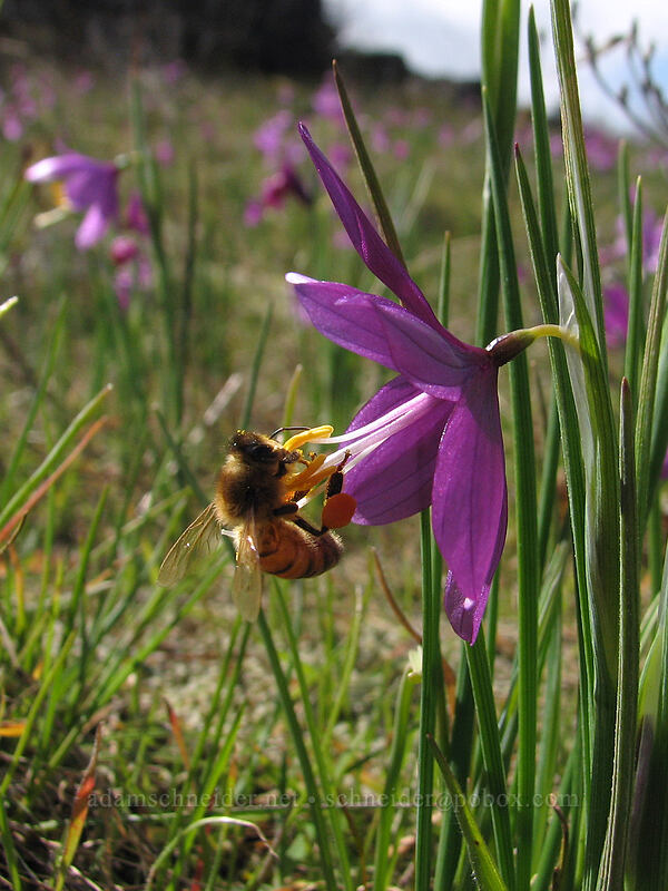 honeybee on grass widow (Olsynium douglasii) [The Labyrinth, Gifford Pinchot National Forest, Klickitat County, Washington]