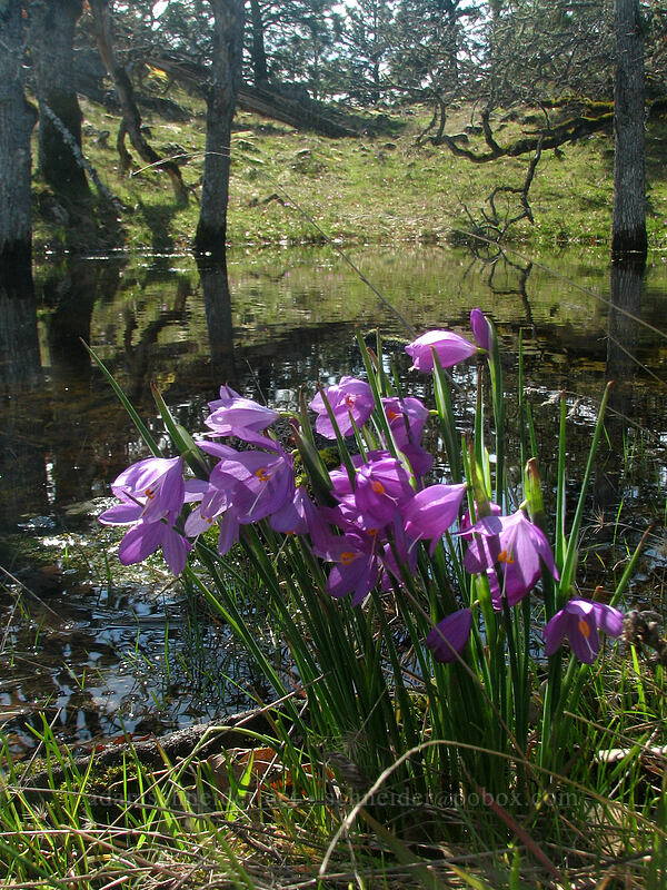 grass widows (Olsynium douglasii) [The Labyrinth, Gifford Pinchot National Forest, Klickitat County, Washington]