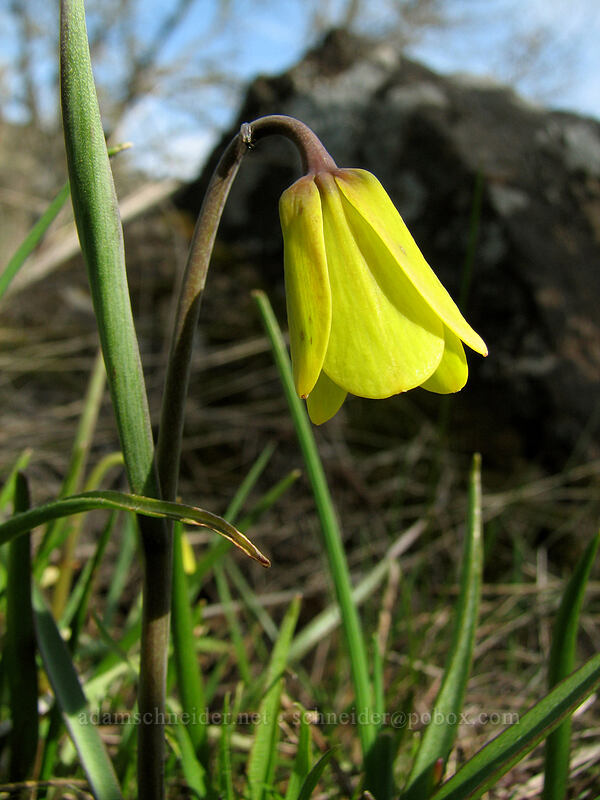 yellow bells (Fritillaria pudica) [The Labyrinth, Gifford Pinchot National Forest, Klickitat County, Washington]