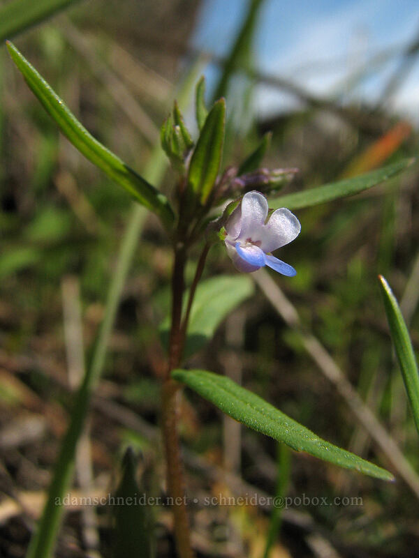small-flowered blue-eyed Mary [The Labyrinth, Gifford Pinchot National Forest, Klickitat County, Washington]