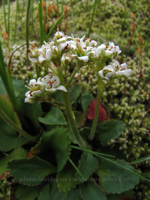 northwestern saxifrage (Saxifraga integrifolia) [The Labyrinth, Gifford Pinchot National Forest, Klickitat County, Washington]