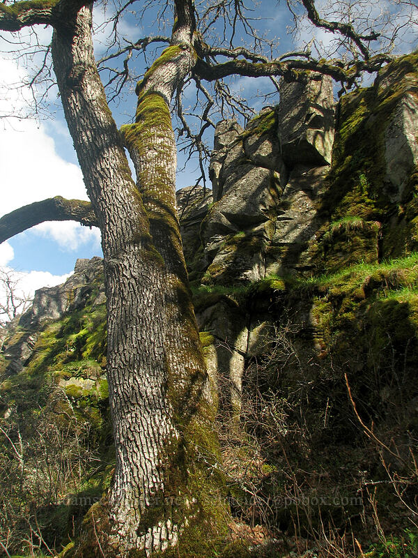 basalt columns [The Labyrinth, Gifford Pinchot National Forest, Klickitat County, Washington]