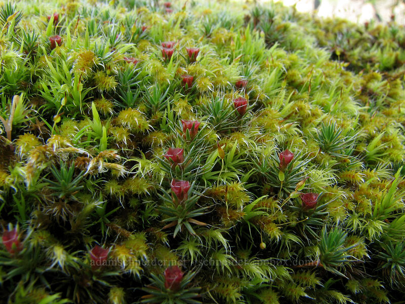 moss [The Labyrinth, Gifford Pinchot National Forest, Klickitat County, Washington]