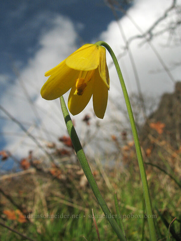 yellow bells (Fritillaria pudica) [The Labyrinth, Gifford Pinchot National Forest, Klickitat County, Washington]