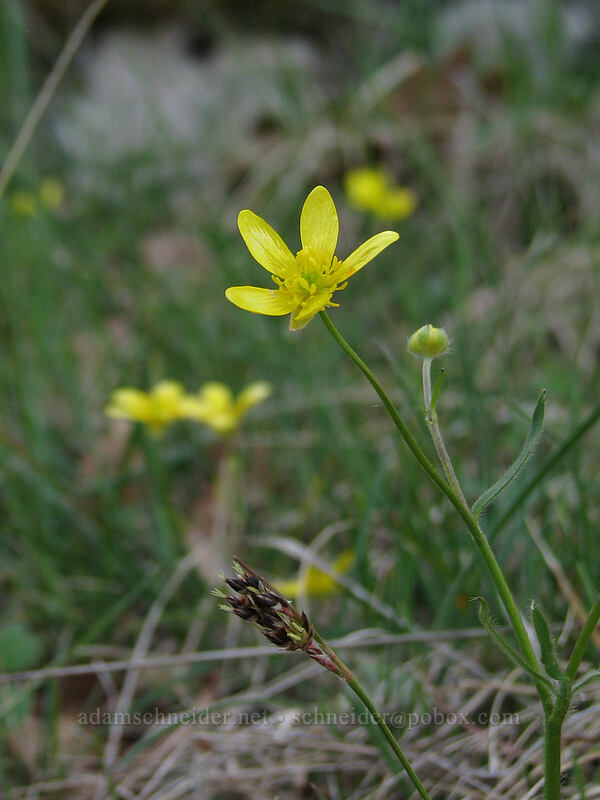 western buttercup (Ranunculus occidentalis) [The Labyrinth, Gifford Pinchot National Forest, Klickitat County, Washington]