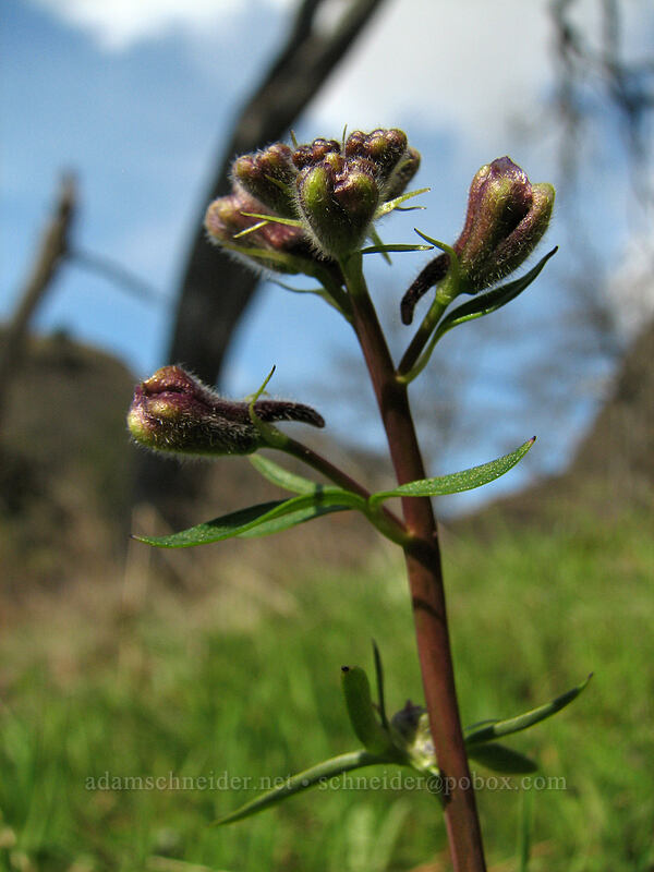 upland larkspur, budding (Delphinium nuttallianum) [The Labyrinth, Gifford Pinchot National Forest, Klickitat County, Washington]
