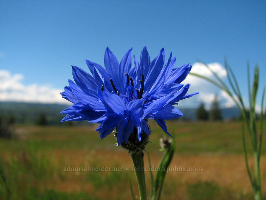 cornflower (Centaurea cyanus) [Catherine Creek, Klickitat County, Washington]
