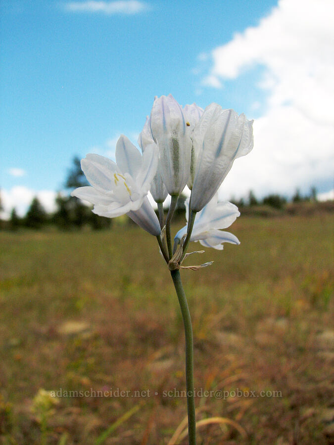 bi-colored cluster lily (Triteleia grandiflora var. howellii (Brodiaea bicolor)) [Catherine Creek, Klickitat County, Washington]
