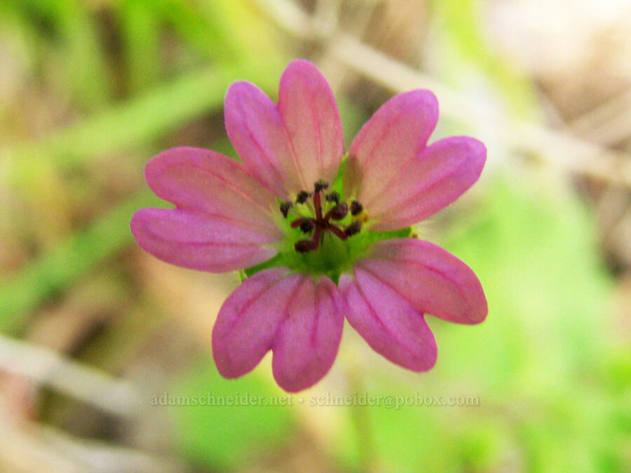 dove's foot geranium (Geranium molle) [Catherine Creek, Klickitat County, Washington]