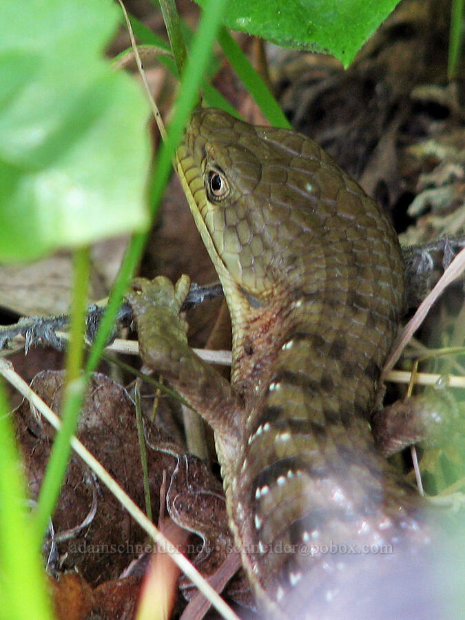 forest alligator lizard (Elgaria multicarinata multicarinata) [Catherine Creek, Klickitat County, Washington]