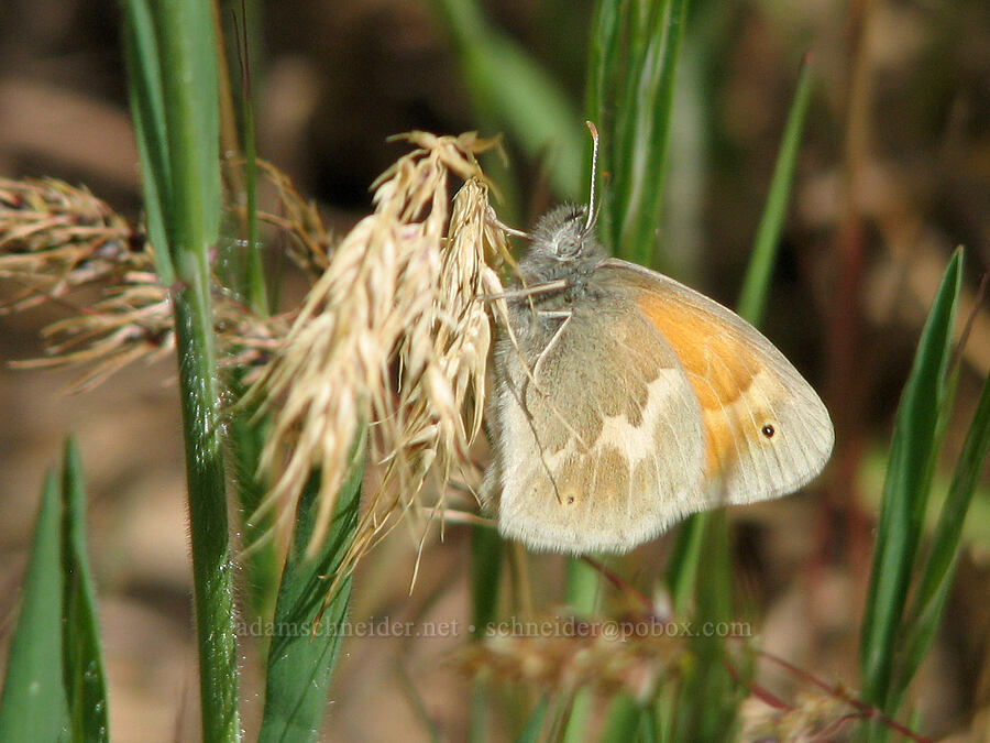common ringlet butterfly (Coenonympha california (Coenonympha tullia california)) [Catherine Creek, Klickitat County, Washington]