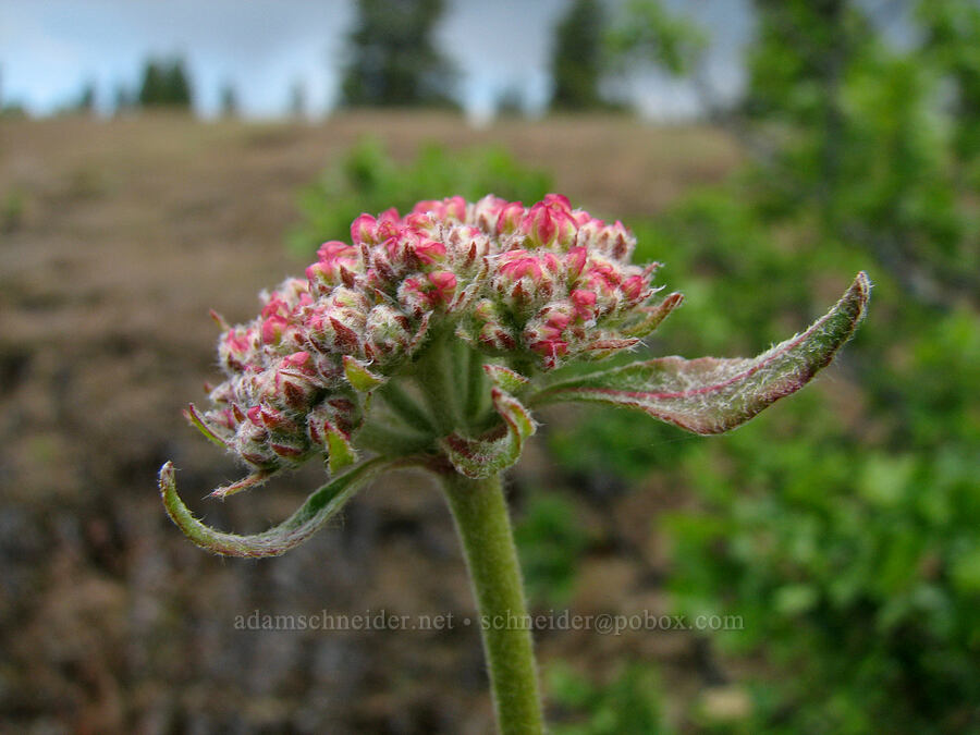 heart-leaf buckwheat (Eriogonum compositum) [Catherine Creek, Klickitat County, Washington]