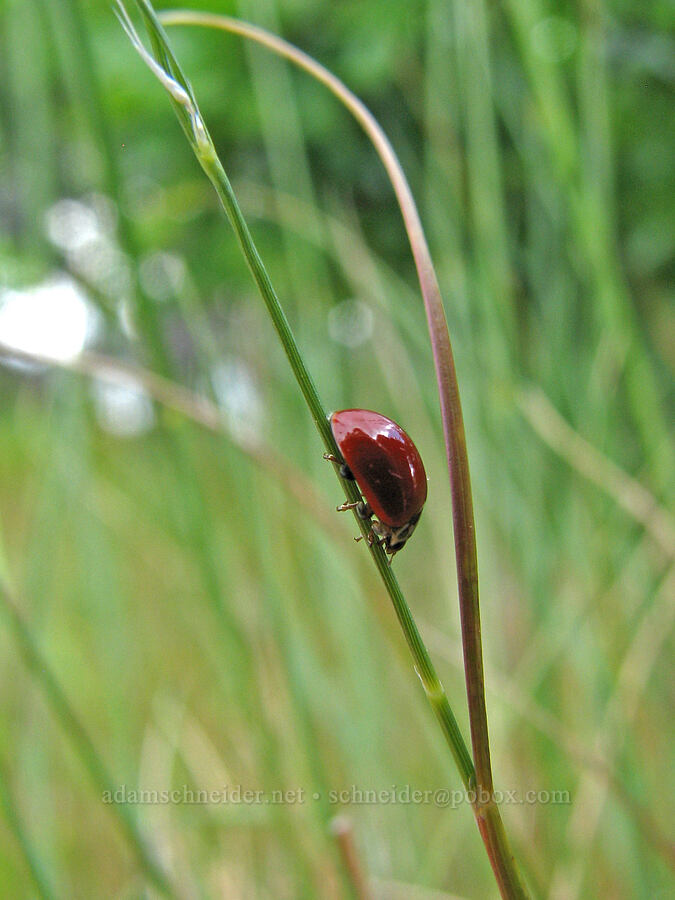 ladybug (polished lady beetle) (Cycloneda munda) [Catherine Creek, Klickitat County, Washington]