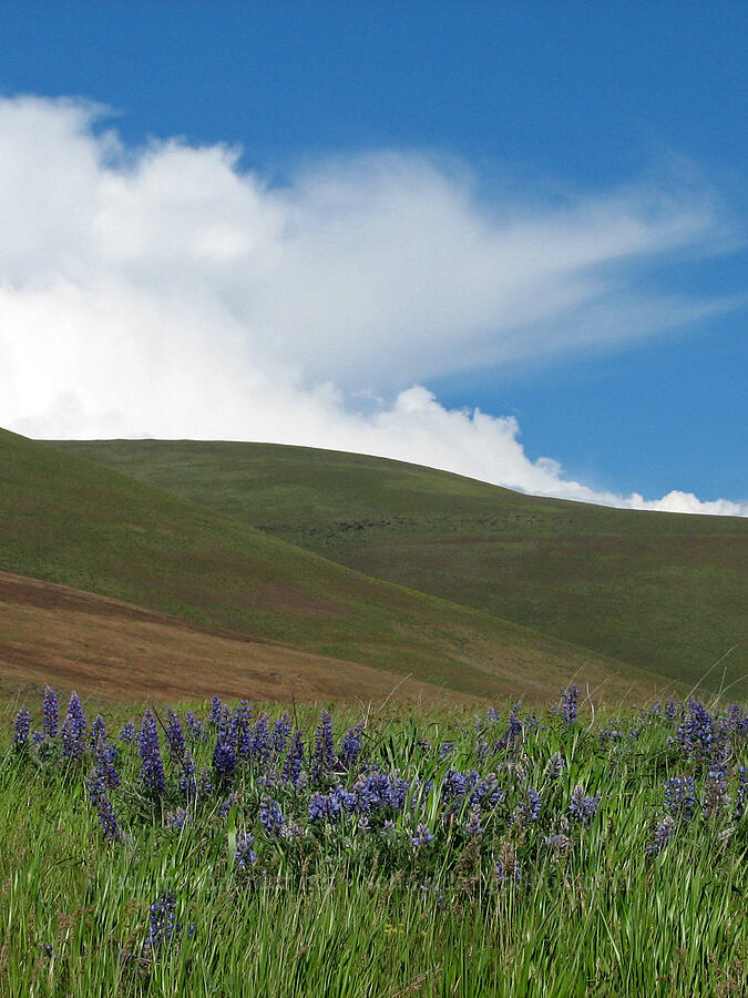 lupines in the Columbia Hills (Lupinus sp.) [Dalles Mountain Road, Klickitat County, Washington]