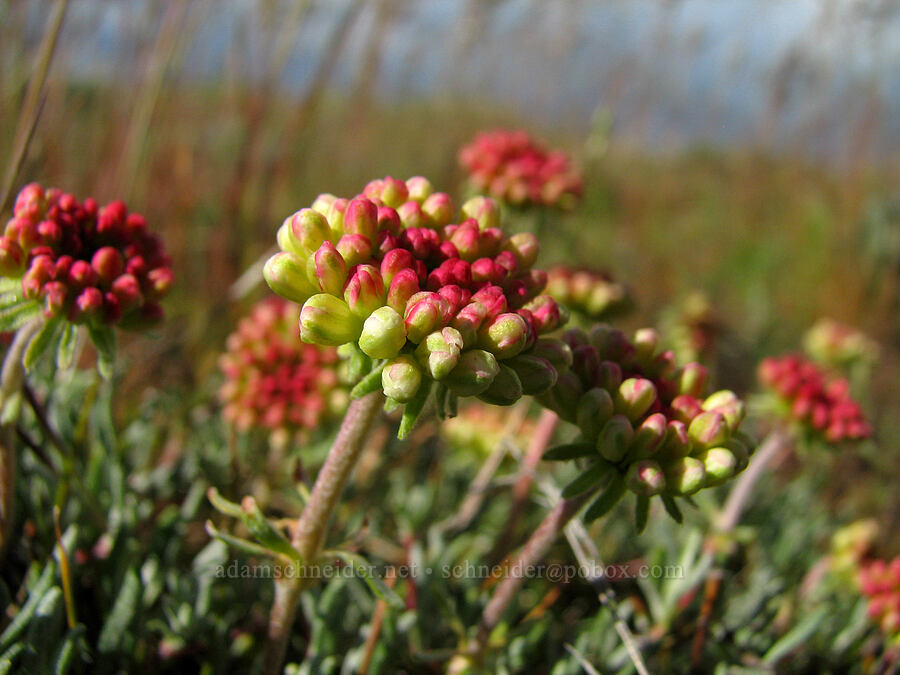scabland buckwheat (Eriogonum sphaerocephalum var. sublineare (Eriogonum douglasii var. tenue)) [Dalles Mountain Road, Klickitat County, Washington]