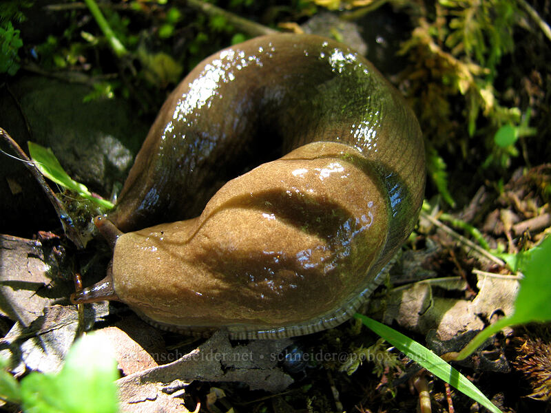 banana slug (Ariolimax columbianus) [Angel's Rest Trail, Columbia River Gorge, Multnomah County, Oregon]