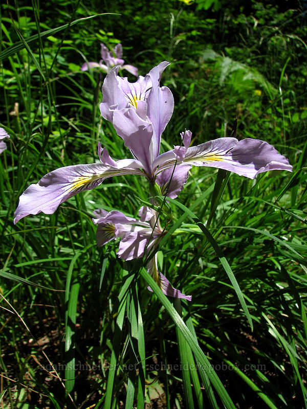 Oregon iris (Iris tenax) [Angel's Rest Trail, Columbia River Gorge, Multnomah County, Oregon]