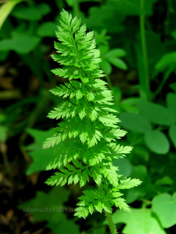 fern leaves [Angel's Rest Trail, Columbia River Gorge, Multnomah County, Oregon]