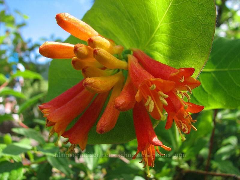 orange honeysuckle (Lonicera ciliosa) [Angel's Rest Trail, Columbia River Gorge, Multnomah County, Oregon]