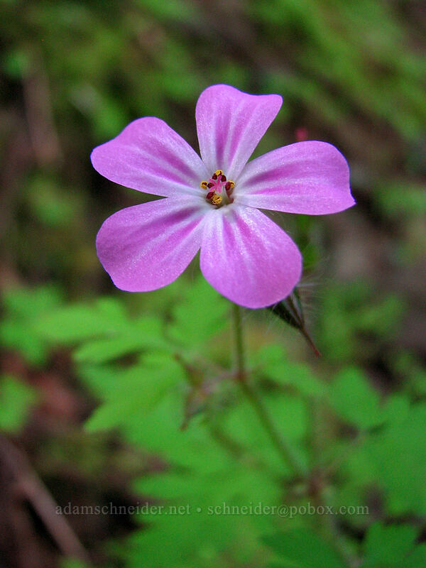 herb Robert (Geranium robertianum) [Elowah Falls Trail, John B. Yeon State Park, Multnomah County, Oregon]