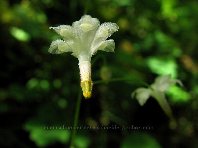 white inside-out flower (Vancouveria hexandra) [Elowah Falls Trail, John B. Yeon State Park, Multnomah County, Oregon]