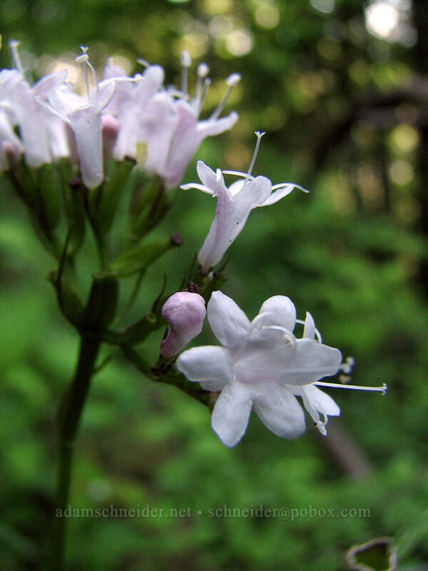 Scouler's valerian (Valeriana scouleri (Valeriana sitchensis ssp. scouleri)) [Upper McCord Creek Falls Trail, John B. Yeon State Park, Multnomah County, Oregon]