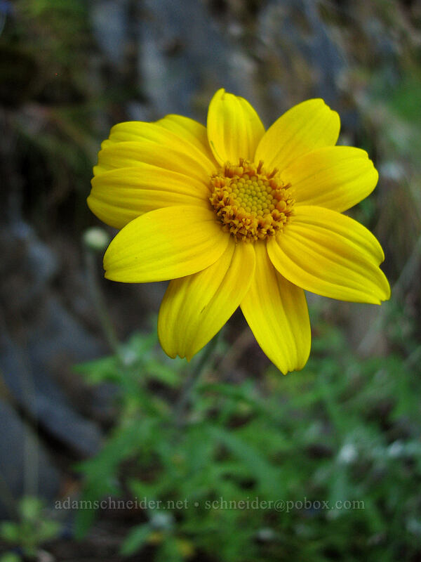 Oregon sunshine (woolly sunflower) (Eriophyllum lanatum) [Upper McCord Creek Falls Trail, John B. Yeon State Park, Multnomah County, Oregon]