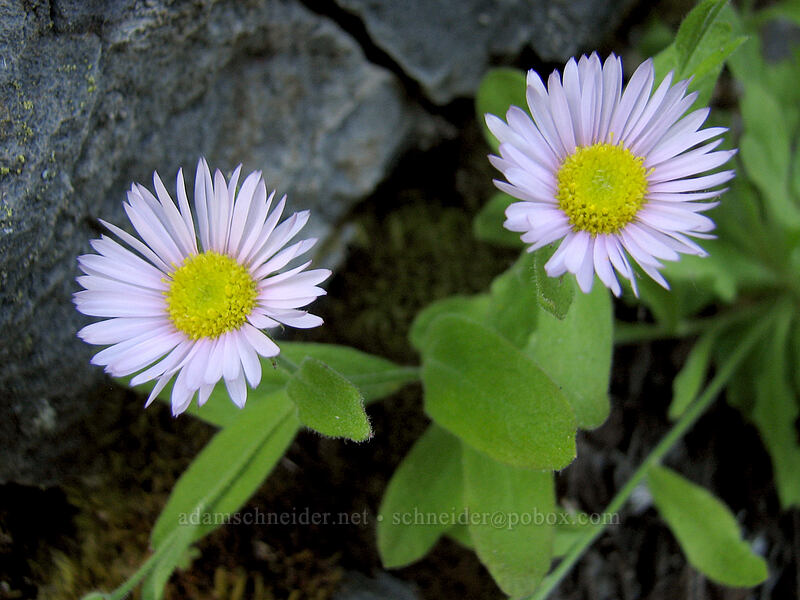 Columbia Gorge fleabane/daisies (Erigeron oreganus) [Upper McCord Creek Falls Trail, John B. Yeon State Park, Multnomah County, Oregon]
