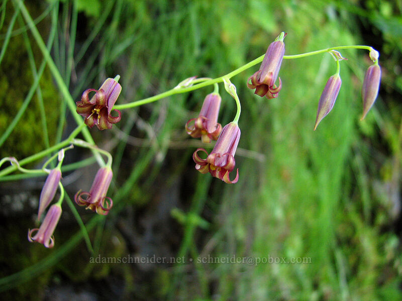 western featherbells (bronze bells) (Anticlea occidentalis (Stenanthium occidentale)) [Upper McCord Creek Falls Trail, John B. Yeon State Park, Multnomah County, Oregon]