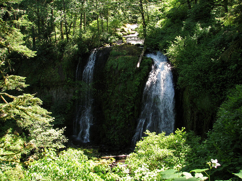 Upper McCord Creek Falls [Upper McCord Creek Falls Trail, John B. Yeon State Park, Multnomah County, Oregon]