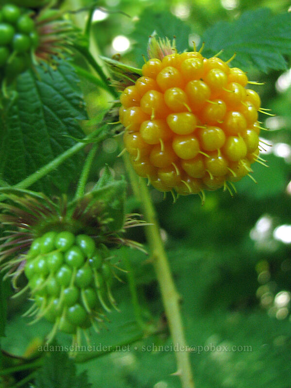 salmonberry (Rubus spectabilis) [Upper McCord Creek Falls Trail, John B. Yeon State Park, Multnomah County, Oregon]