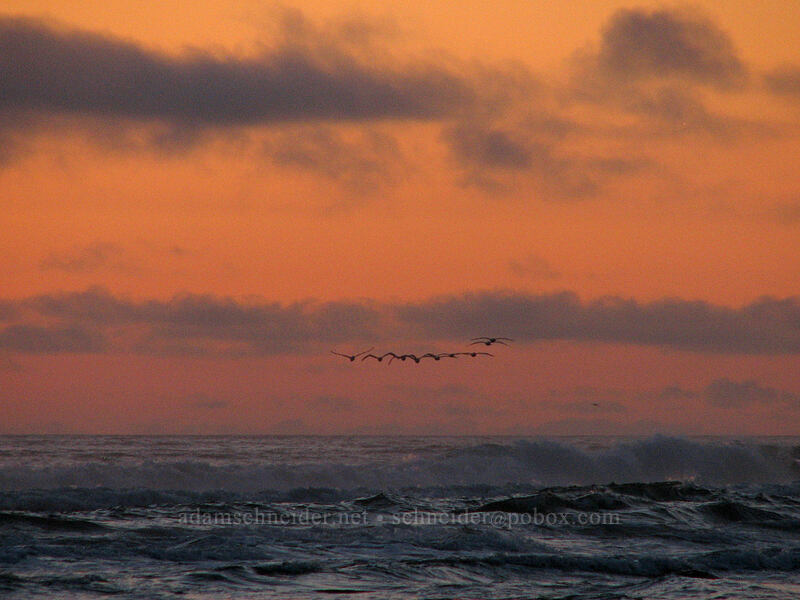 pelicans at sunset (Pelecanus occidentalis) [Tolovana Park, Cannon Beach, Clatsop County, Oregon]