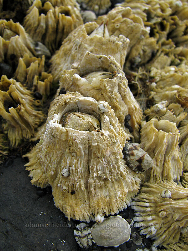 barnacles [Hug Point, Clatsop County, Oregon]