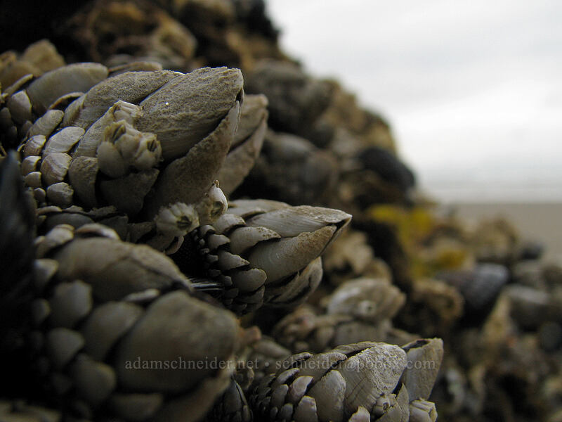 goose-neck barnacles (Pollicipes polymerus) [Hug Point, Clatsop County, Oregon]
