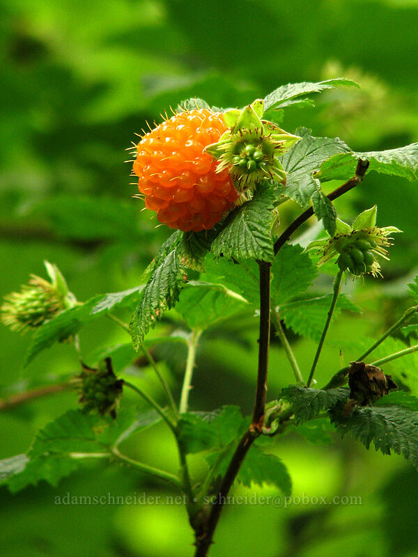 salmonberry (Rubus spectabilis) [Neahkanie Mountain, Oswald West State Park, Tillamook County, Oregon]