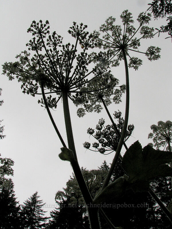 cow parsnip (Heracleum maximum) [Neahkanie Mountain, Oswald West State Park, Tillamook County, Oregon]