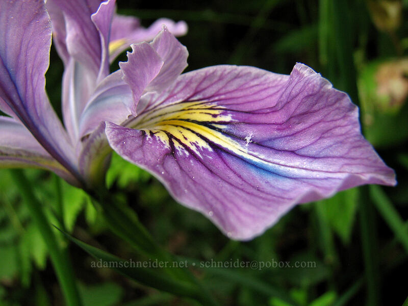Oregon iris (Iris tenax) [Neahkanie Mountain, Oswald West State Park, Tillamook County, Oregon]