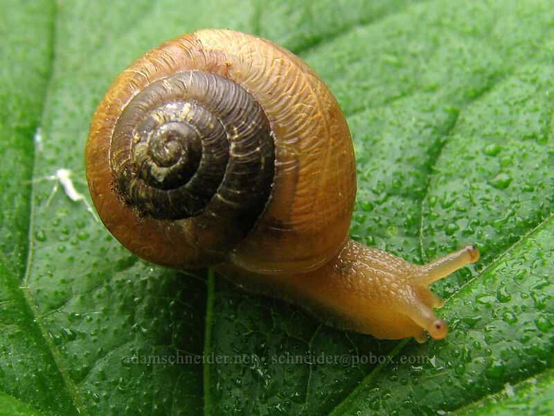 snail [Neahkanie Mountain, Oswald West State Park, Tillamook County, Oregon]