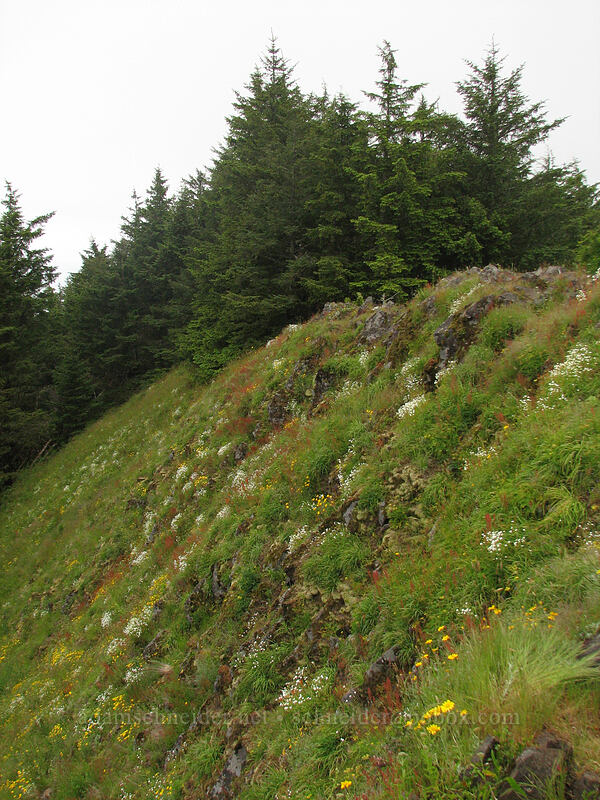 wildflower-covered slopes [Neahkanie Mountain, Oswald West State Park, Tillamook County, Oregon]