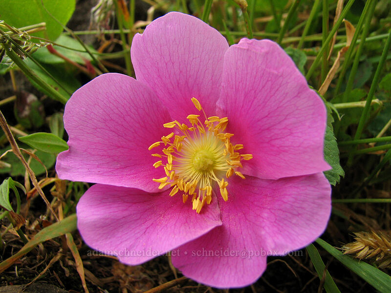 wild rose (Rosa sp.) [Neahkanie Mountain, Oswald West State Park, Tillamook County, Oregon]