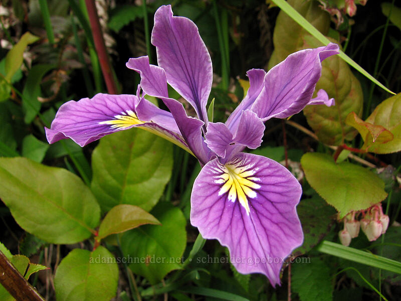 Oregon iris & salal (Iris tenax, Gaultheria shallon) [Neahkanie Mountain, Oswald West State Park, Tillamook County, Oregon]