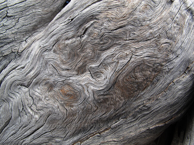 swirls in white-bark pine wood (Pinus albicaulis) [Rim Drive, Crater Lake National Park, Klamath County, Oregon]