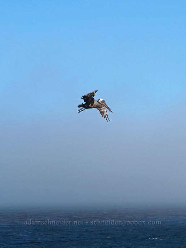 pelican & fog (Pelecanus occidentalis) [West Cliff Drive, Santa Cruz, California]