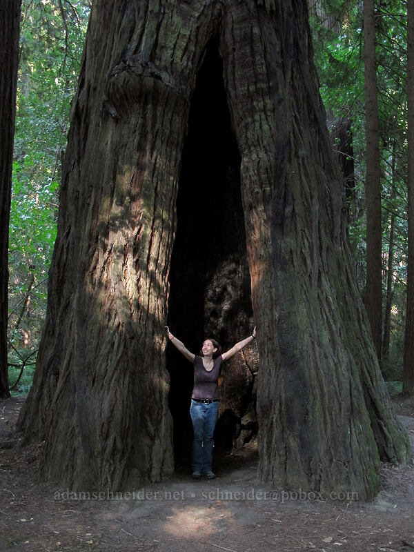 a really big redwood tree (Sequoia sempervirens) [Avenue of the Giants, Humboldt Redwoods State Park, Humboldt County, California]